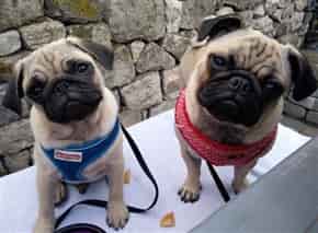 Pug shop with collar